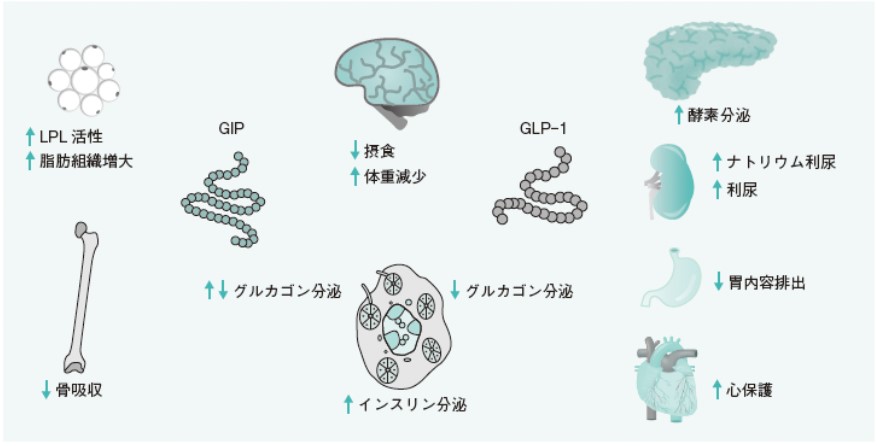 glp 1 効果ない – glp 1 投与量 – GQKWS